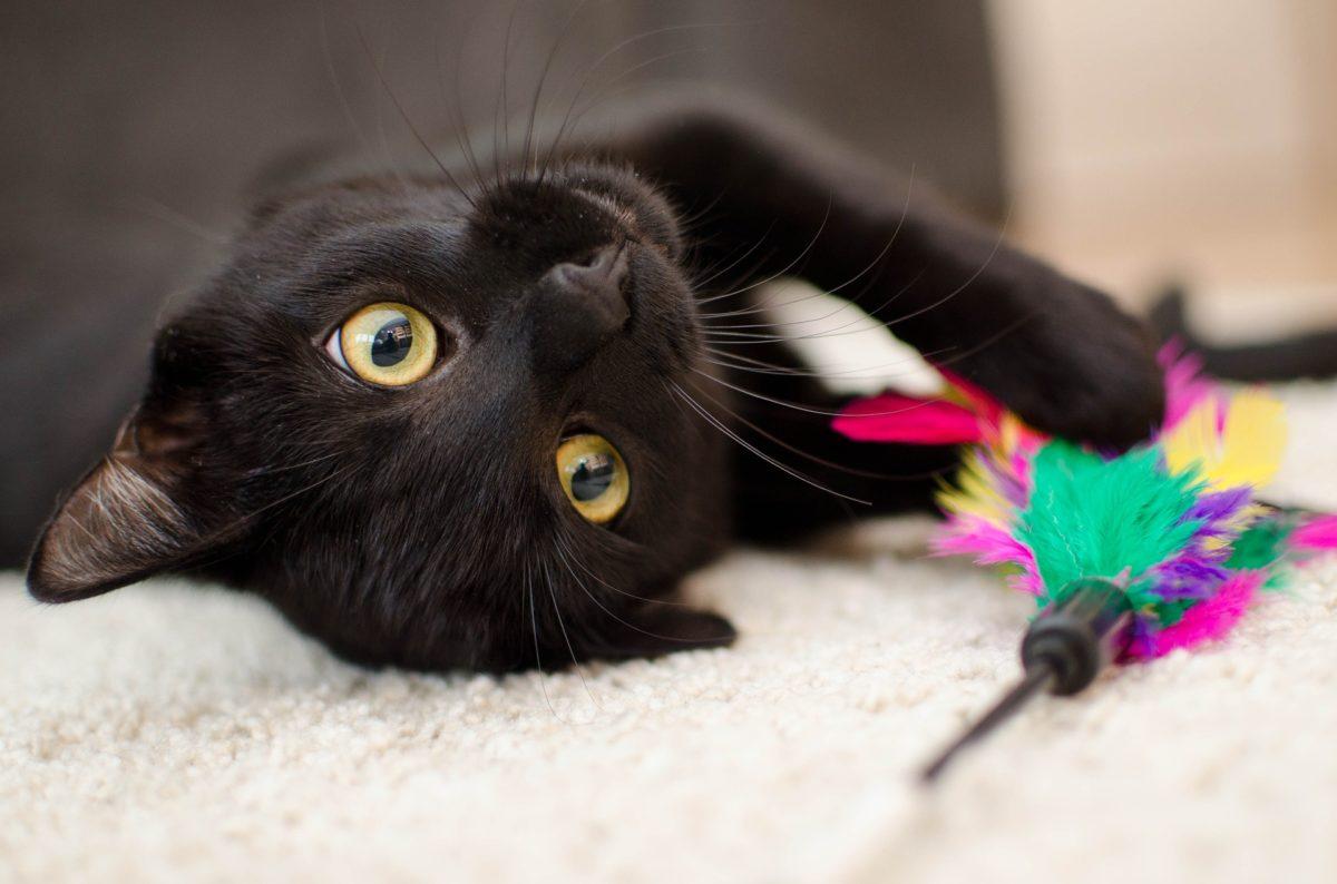 chat lily astuces lily