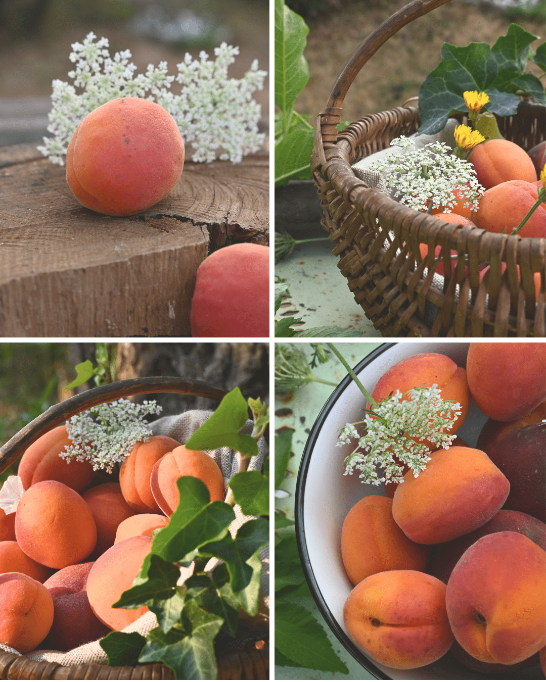 abricots